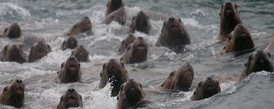 Steller's Sea Lions curious Kamchatka OZ9W4841