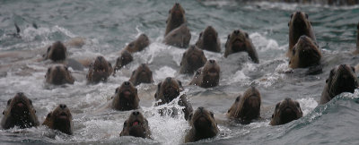 Steller's Sea Lions curious Kamchatka OZ9W4842