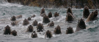 Steller's Sea Lions curious Kamchatka OZ9W4843