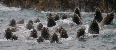 Steller's Sea Lions curious Kamchatka OZ9W4844