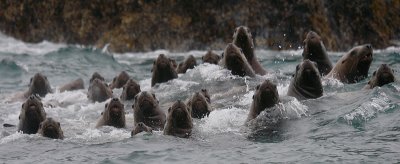 Steller's Sea Lions curious Kamchatka OZ9W4845