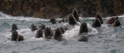 Steller's Sea Lions curious Kamchatka OZ9W4846
