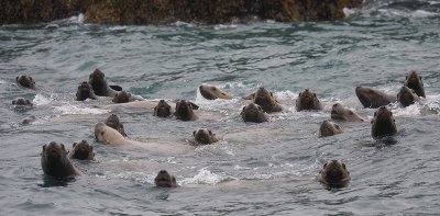Steller's Sea Lions curious Kamchatka OZ9W4855