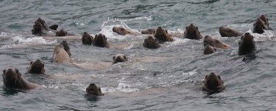 Steller's Sea Lions curious Kamchatka OZ9W4856