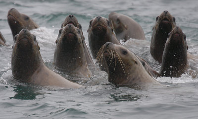 Steller's Sea Lions curious Kamchatka OZ9W4864