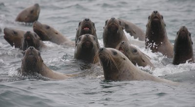 Steller's Sea Lions curious Kamchatka OZ9W4866