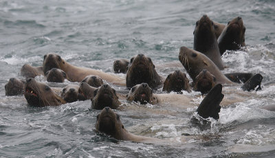 Steller's Sea Lions curious Kamchatka OZ9W4867