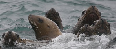 Steller's Sea Lions curious Kamchatka OZ9W4874