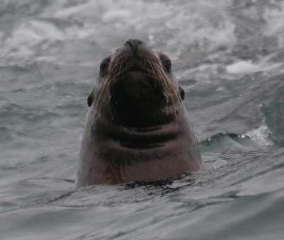 Steller's Sea Lion curious Kamchatka OZ9W4885
