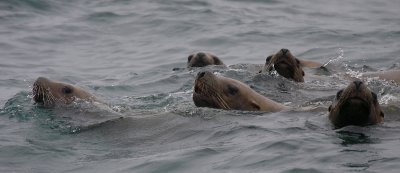 Steller's Sea Lions curious Kamchatka OZ9W4891