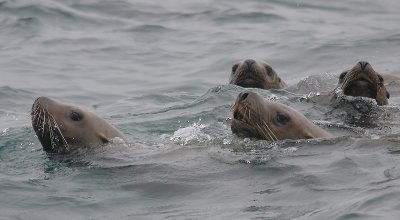 Steller's Sea Lions curious Kamchatka OZ9W4892