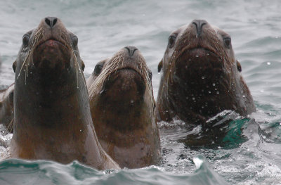 Steller's Sea Lions curious Kamchatka OZ9W4898