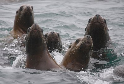Steller's Sea Lions curious Kamchatka OZ9W4900