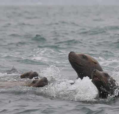 Steller's Sea Lions curious Kamchatka OZ9W4922