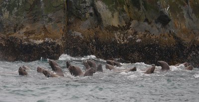 Steller's Sea Lions curious Kamchatka OZ9W4953