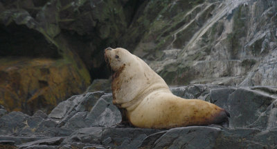Steller's Sea Lion adult male Kamchatka OZ9W4964