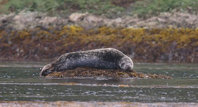 Harbour (Common) Seal Commander Islands OZ9W3051