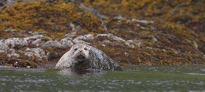 Harbour (Common) Seal Commander Islands OZ9W3056