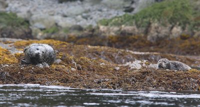 Harbour (Common) Seals Commander Islands OZ9W3092