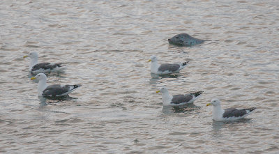 Largha Seal and Slaty-backed Gulls OZ9W0526