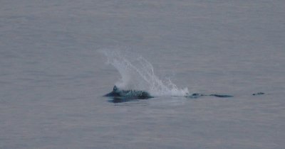 Porpoises