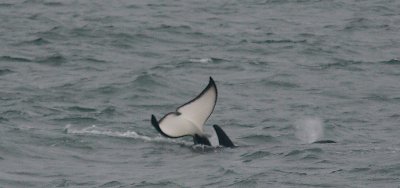 Orca juvenile fluke Kamchatka OZ9W4139