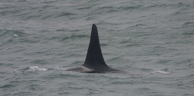 Orca adult female or immature male Kamchatka OZ9W4141