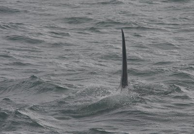 Orca adult male dorsal fin Kamchatka OZ9W4143