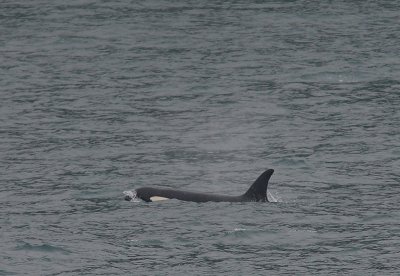 Orca probably adult female Kamchatka OZ9W4506
