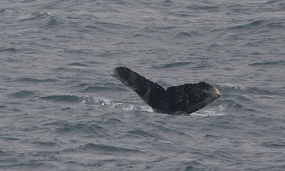 Humpback Whale fluke off Kamchatka OZ9W1072