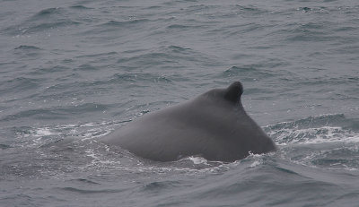 Humpback Whale dorsal off Kamchatka OZ9W1088
