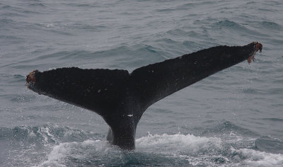 Humpback Whale fluke off Kamchatka OZ9W1096
