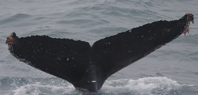 Humpback Whale fluke off Kamchatka OZ9W1098
