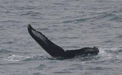 Humpback Whale fluke off Kamchatka OZ9W1103