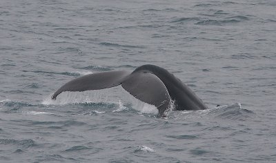 Humpback Whale fluke off Kamchatka OZ9W1107