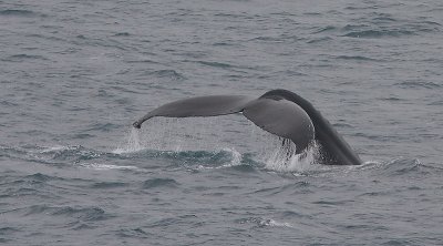 Humpback Whale fluke off Kamchatka OZ9W1108