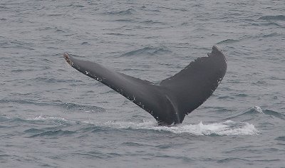 Humpback Whale fluke off Kamchatka OZ9W1120