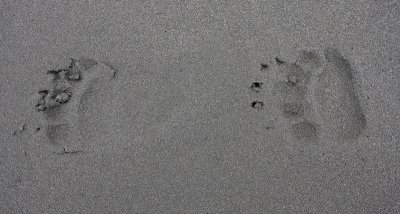 Brown Bear prints Kamchatka OZ9W4100