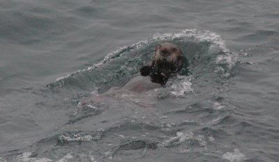 Sea Otter Commander Islands OZ9W4063