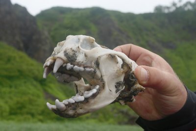 Sea Otter skull Kamchatka OZ9W4132