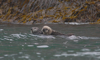 Sea Otter parent and offspring Commander Islands OZ9W4567