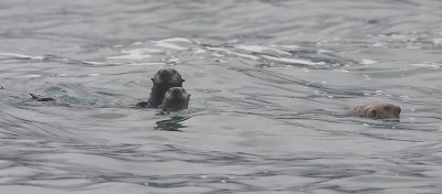 Sea Otter family Commander Islands OZ9W4578