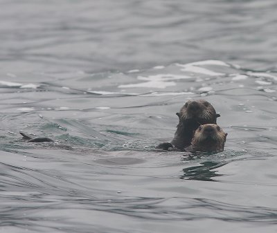 Sea Otter parent and offspring Commander Islands OZ9W4578a
