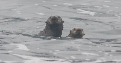 Sea Otter parent and offspring Commander Islands OZ9W4579