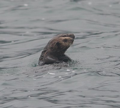 Sea Otter parent and offspring Commander Islands OZ9W4582