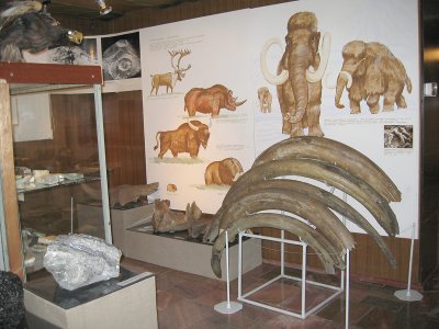 Wooly Mammoth display in the Regional Musuem IMG_0333