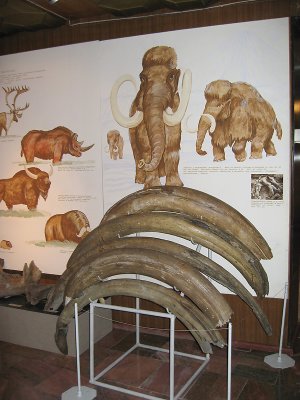 Wooly Mammoth display in the Regional Musuem IMG_0334