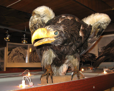 Steller's Sea Eagle in the Regional musuem IMG_0338