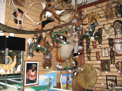 Wildlife display in souvenir shop IMG_0341