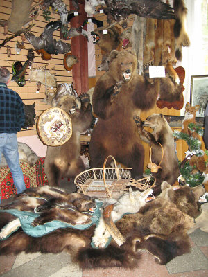 Wildlife display in souvenir shop IMG_0342